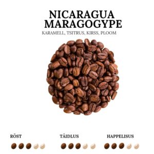 Nicaragua Maragogype quality coffee